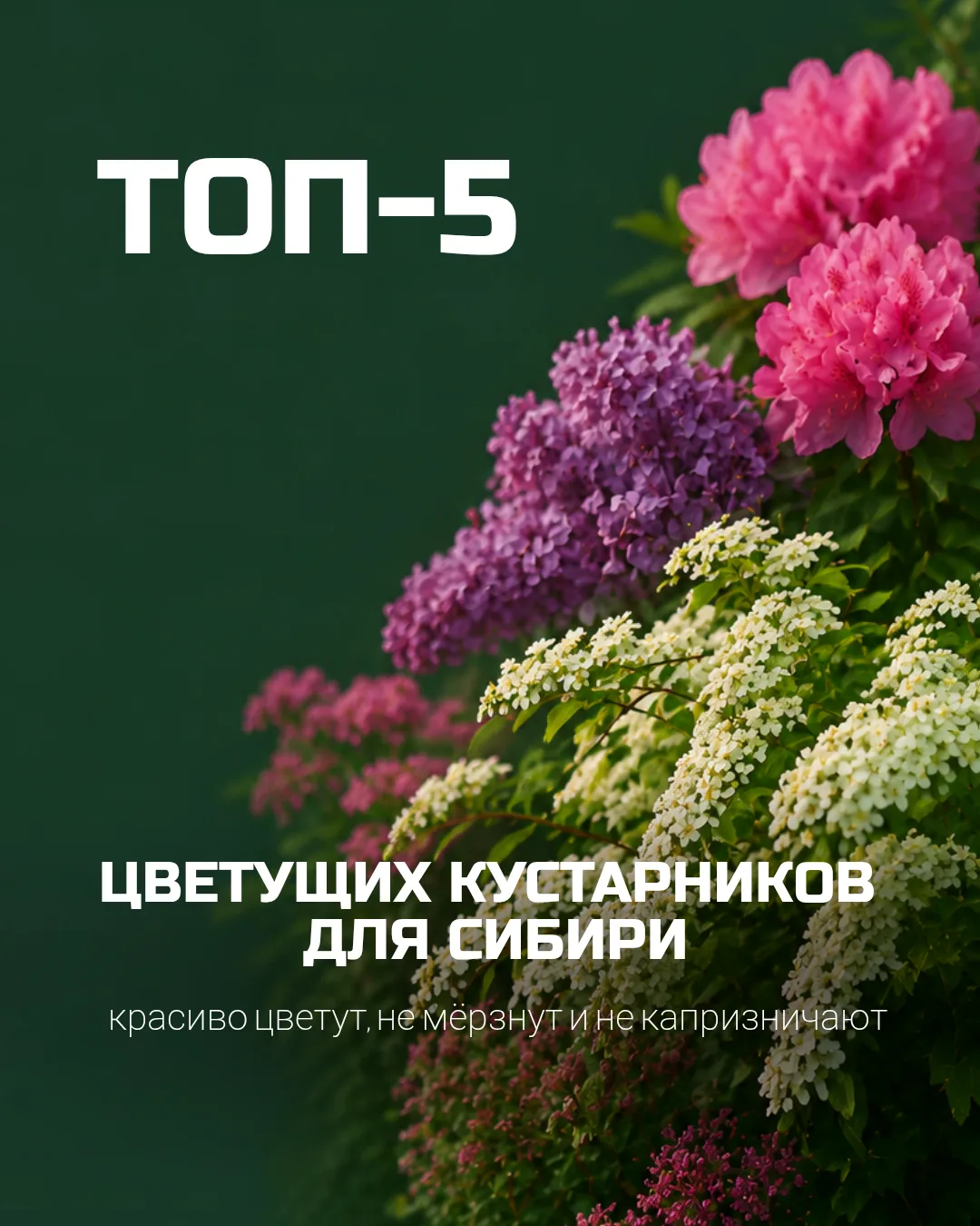 Топ-5 кустарников для Сибири (в наличии «Бруснике»)