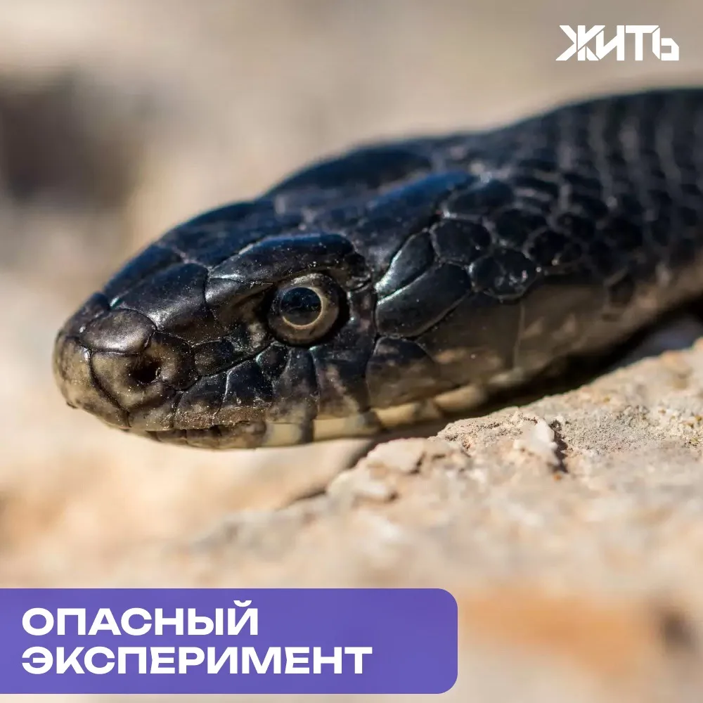 Решил приручить гадюку и оказался в больнице

Житель Москвы решил самостоятельно выработать иммуните