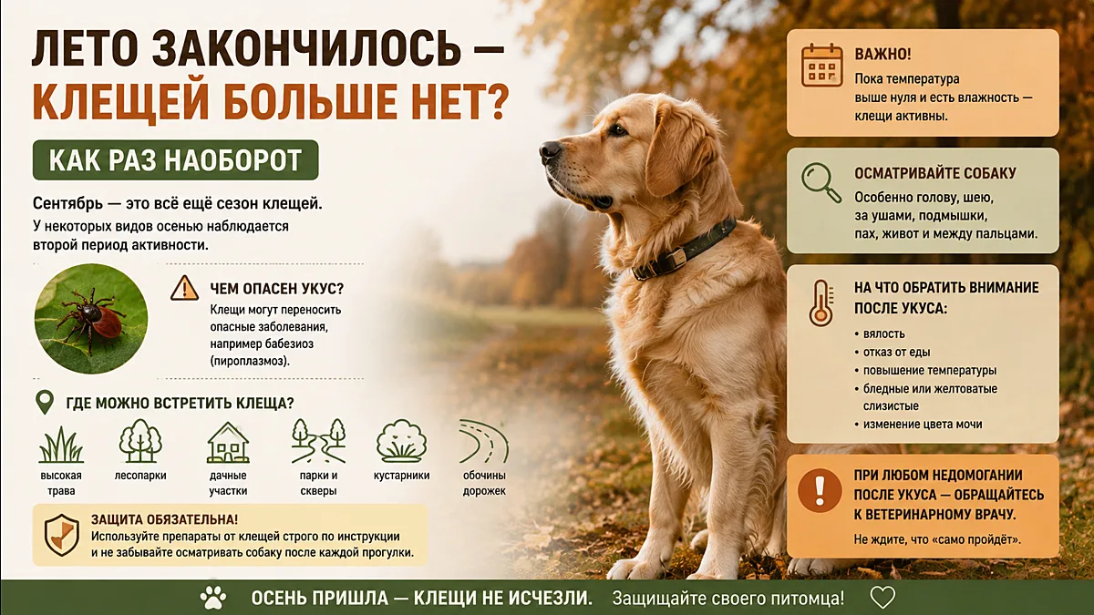 Лето закончилось — клещей больше нет? Как раз наоборот