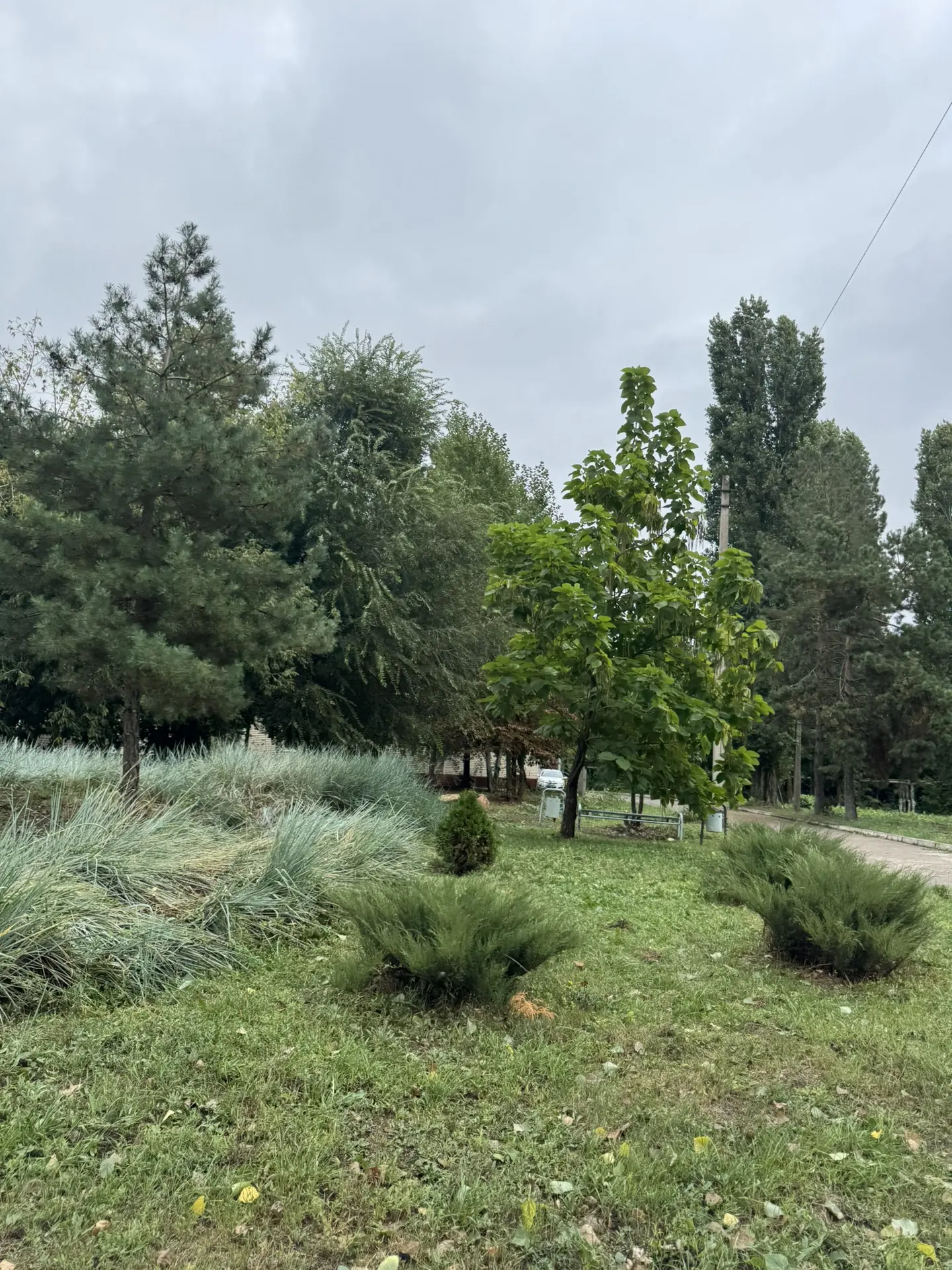 ⛈️ Саратовцев ждет дождливый четверг с порывистым ветром