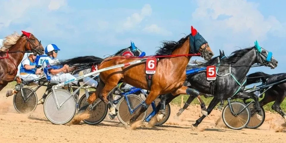 🐎 В Тарусе пройдет фестиваль орловского рысака
