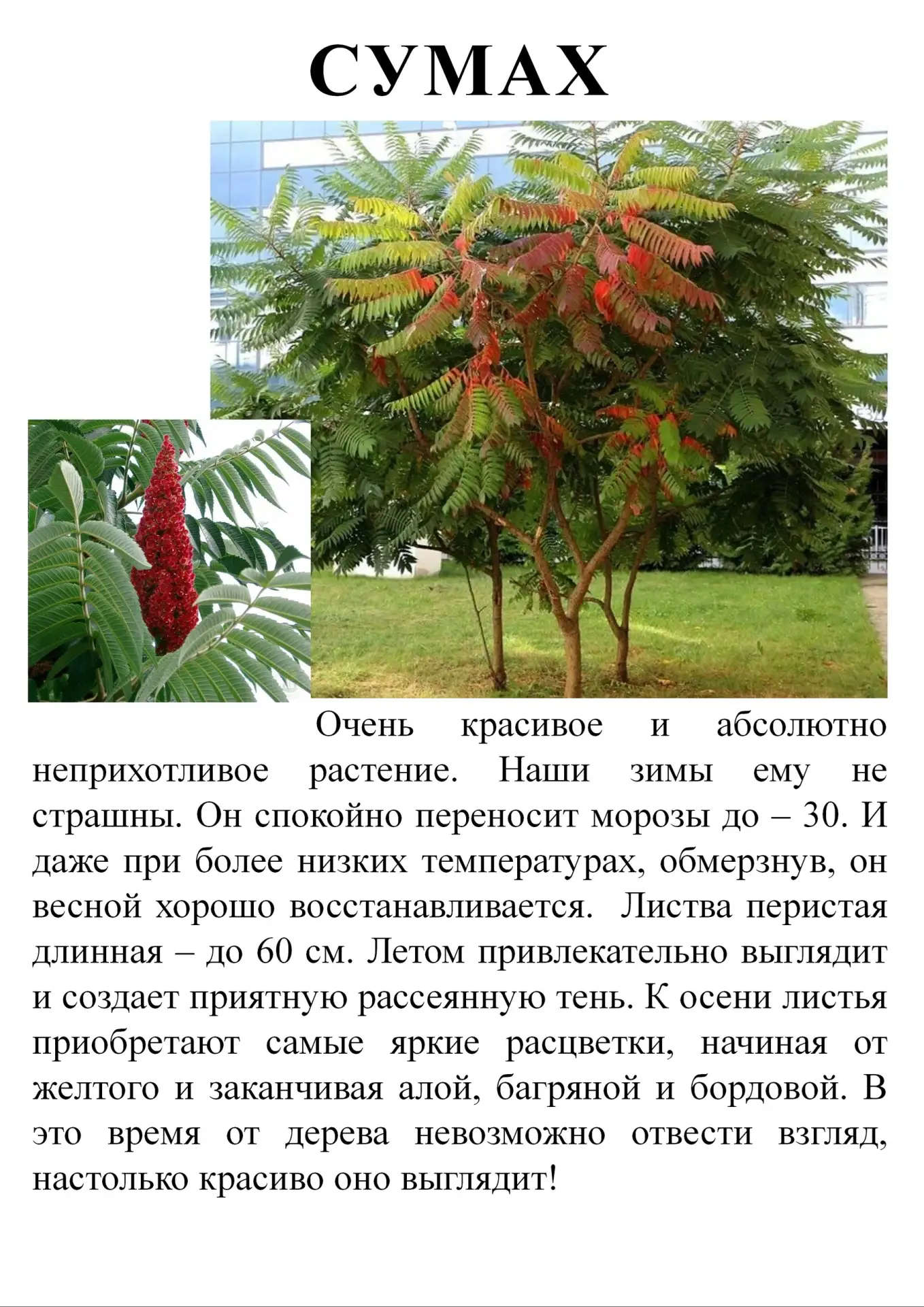 Новинки в питомнике.

Питомник растений РассадаРу с.Ягодное, Производственный проезд 15/18. 
т.619-6