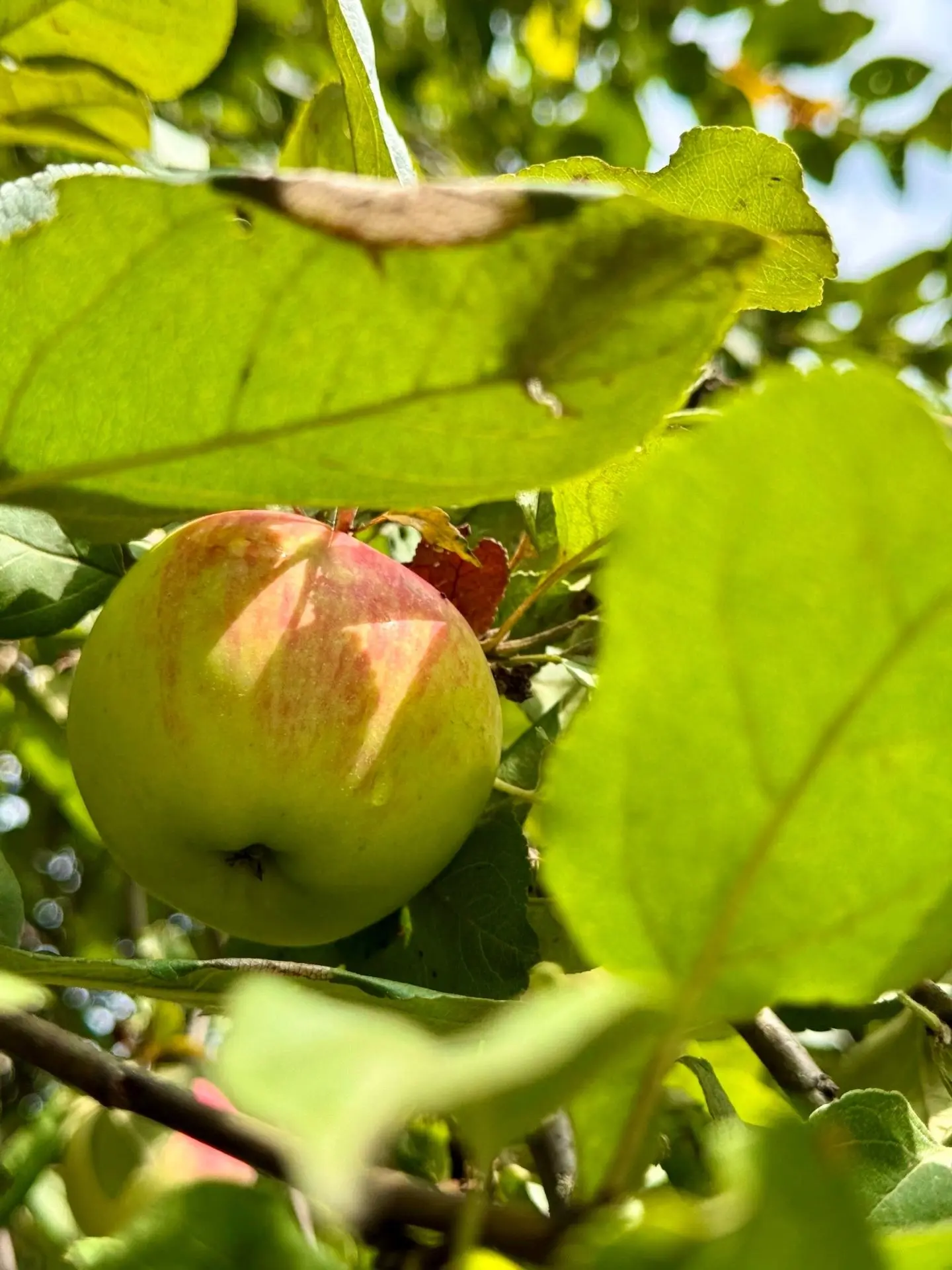 🍎Поздравляем с Яблочным Спасом!