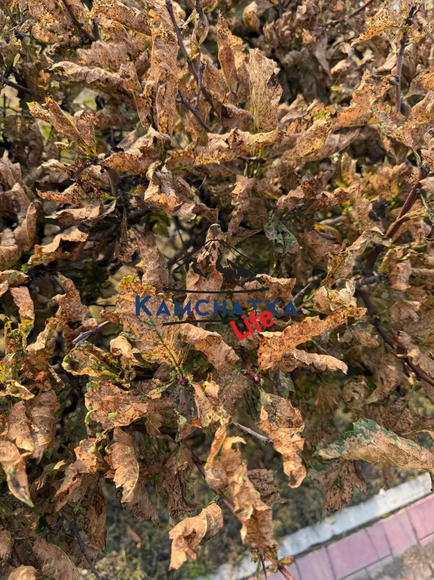Тревога в «Экосистеме»: новый парк Петропавловска атакует скрытый вредитель