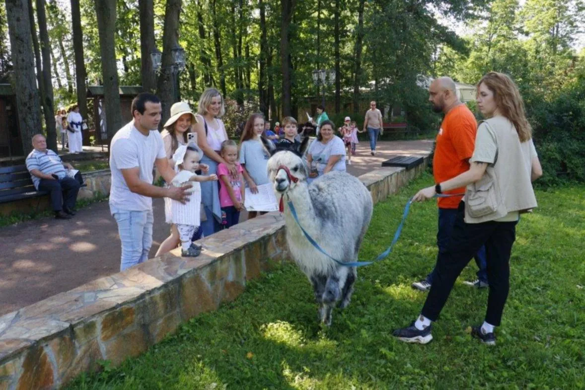 🦙 Ламы, олени и еноты — и всё это бесплатно!