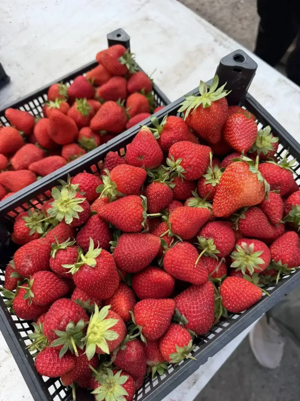 Последние 40 ящичков 🍓