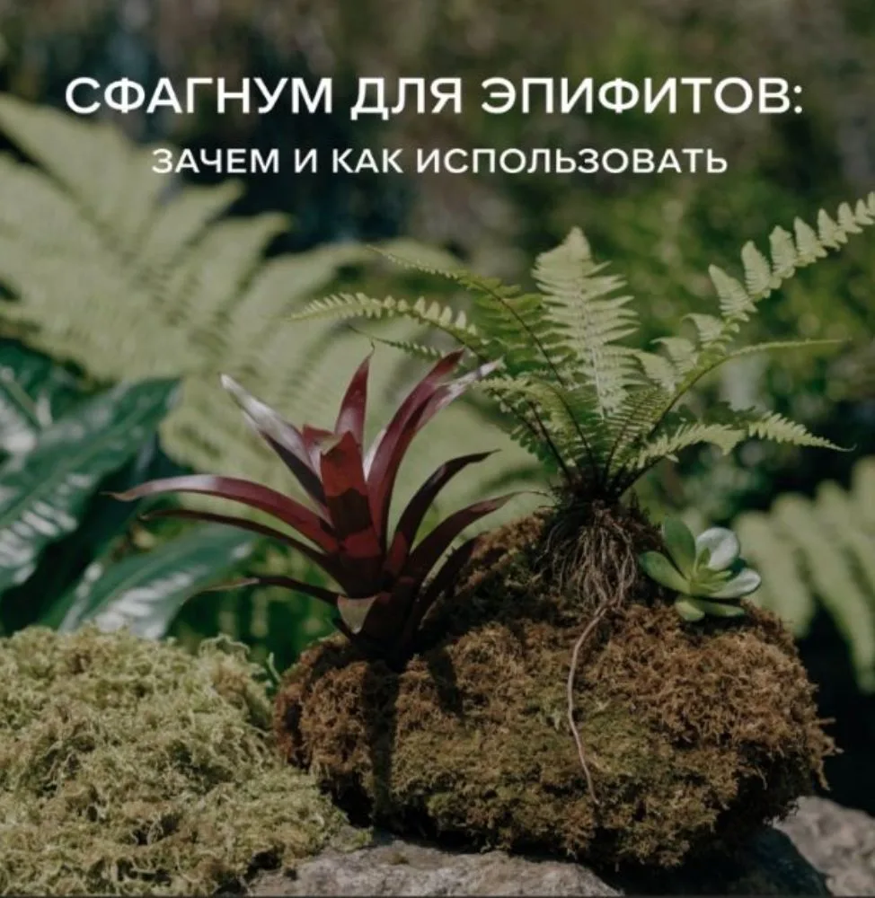 СФАГНУМ ДЛЯ ЭПИФИТОВ: ЗАЧЕМ И КАК ИСПОЛЬЗОВАТЬ

ЧТО ТАКОЕ СФАГНУМ И ЗАЧЕМ ОН НУЖЕН

Сфагнум — это бо