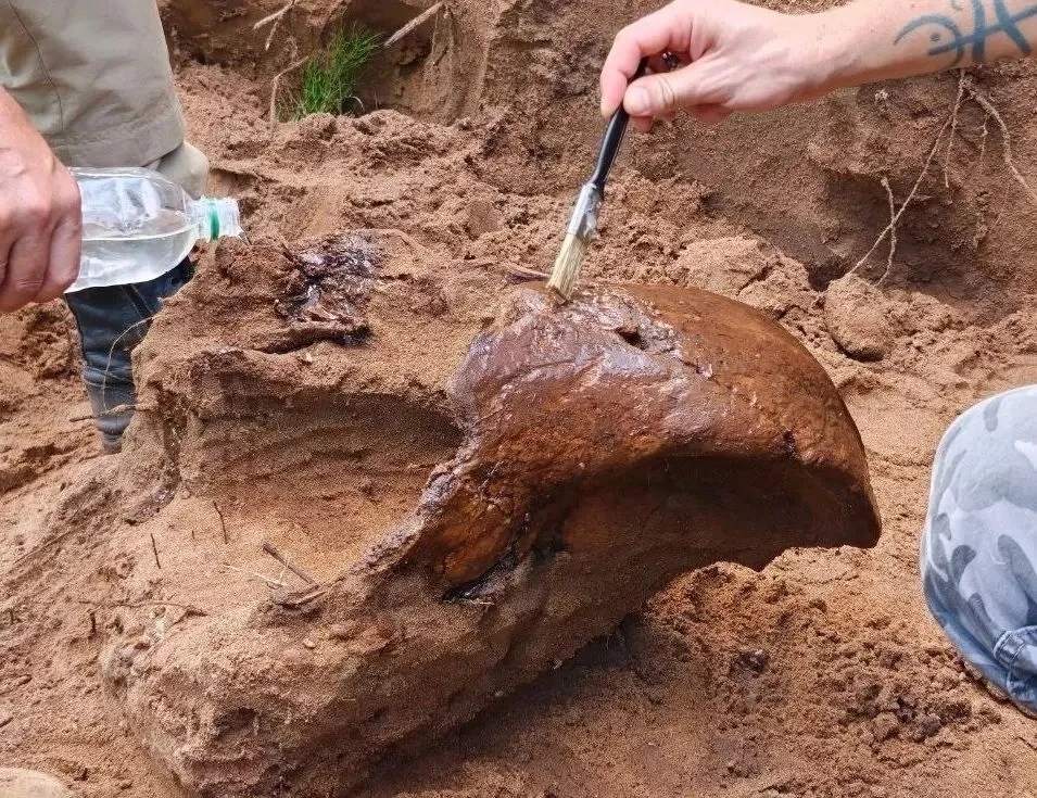❗️В Бузулукском бору нашли череп шерстистого носорога