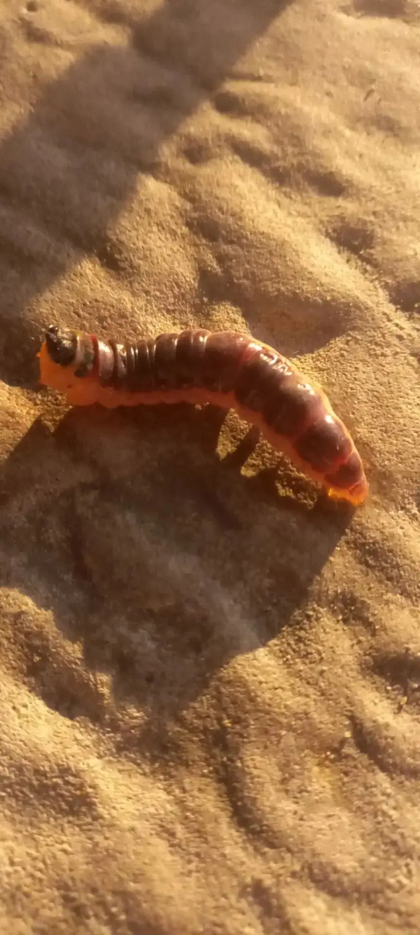 Вот такая красавица у нас в гостях🐛