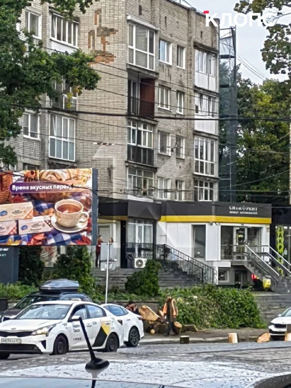 В Калининграде на проспекте Мира напротив кинотеатра «Заря» спилили крупное дерево