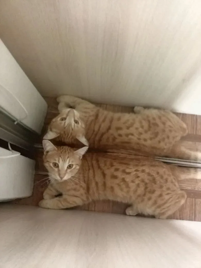 🐱 Мурзик нашел укромное местечко и раздвоился. Ведь два кота лучше, чем один!