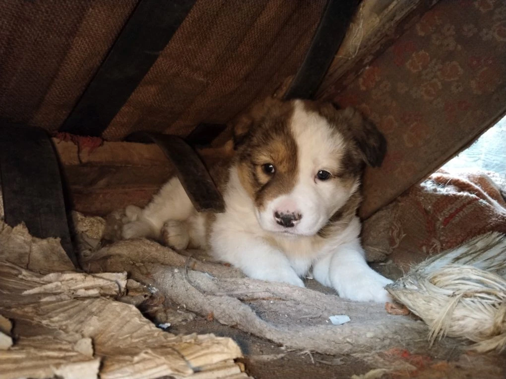 Это щенки, которым нужна помощь.