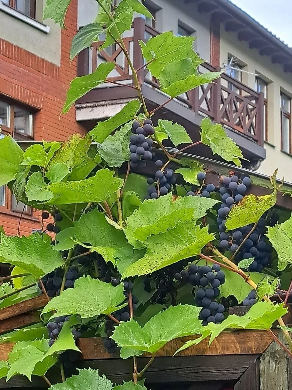 В ЖК Город Набережных намечается отличный урожай