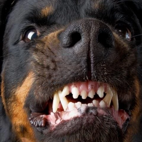 🐕30 тысяч рублей компенсации за укус собаки получит мужчина-инвалид в Советске  В августе прошлого г