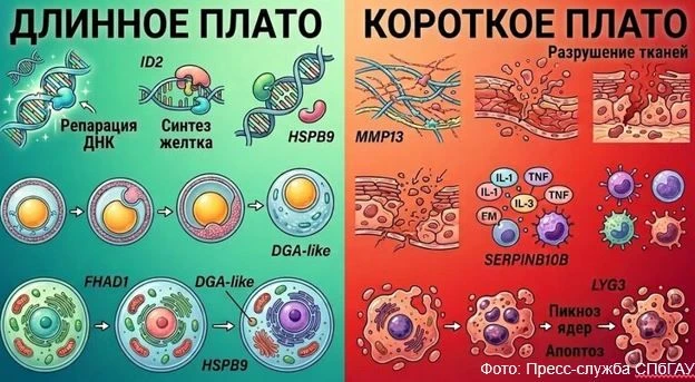 В СПбГАУ выявили 85-кратный рост активности стрессового гена у кур под воздействием сре...
