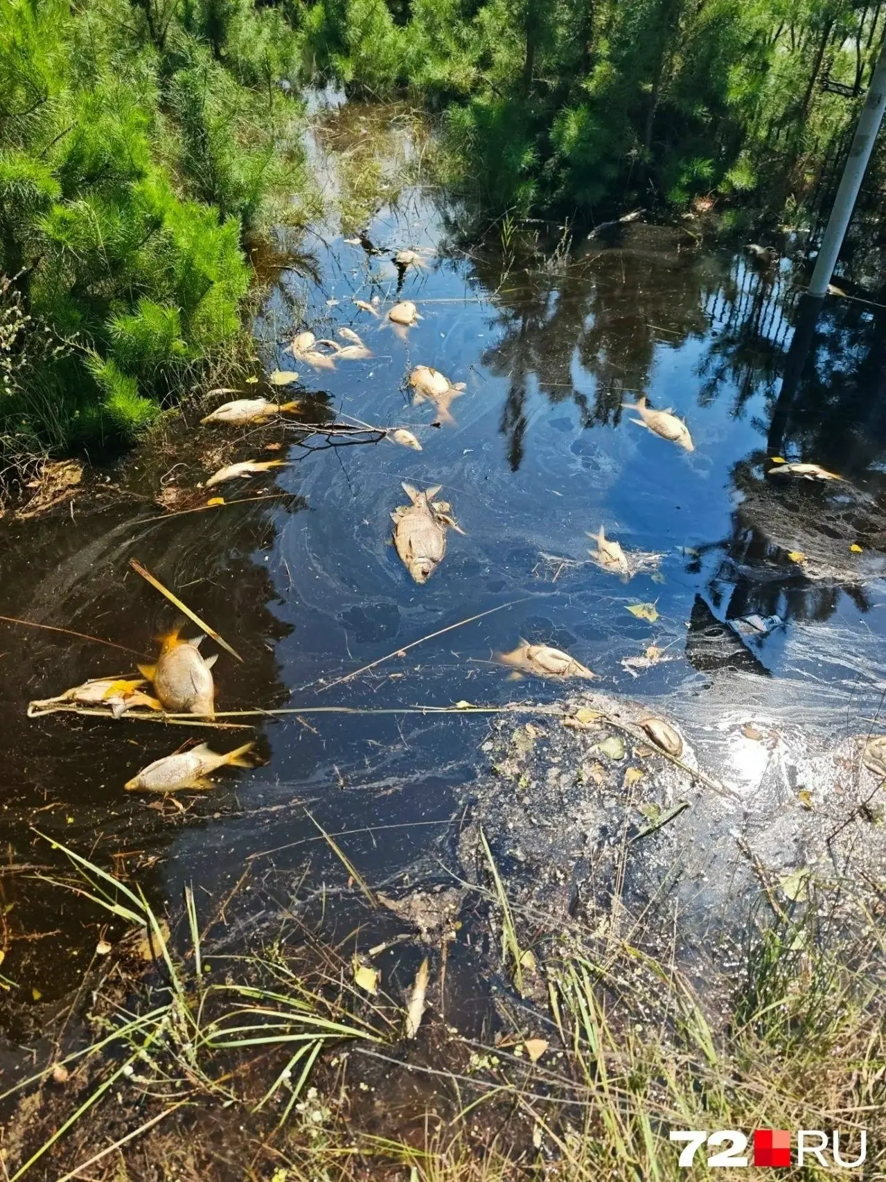 Мертвая рыба заполонила парк Гагарина 😰