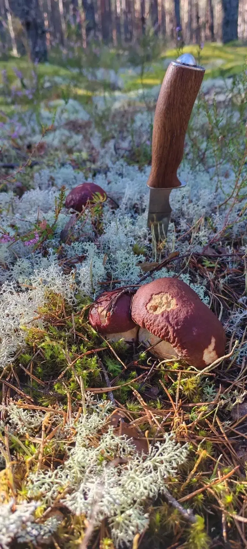🍄 Белый гриб — настоящий король леса