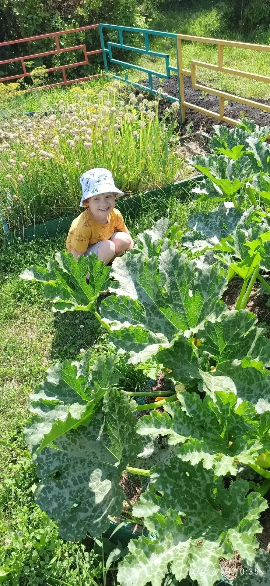 Полезные плоды летнего труда🌼

В нашем детском саду созрел первый урожай кабачков. Ребята группы "П