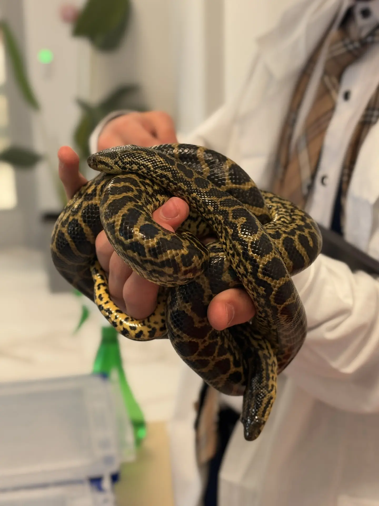 🐍 Анаконды в лицее? А вот и нет - это домашние питомцы!  Многие любят кошек, собак, хомяков, попугае