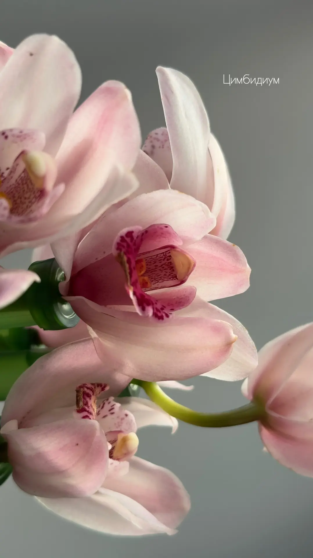 Наш сайт https://funfloristic.ru