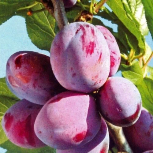 Слива Киргизская!!!Главное достоинство сорта – его плоды. Они довольно крупные, каждый ...