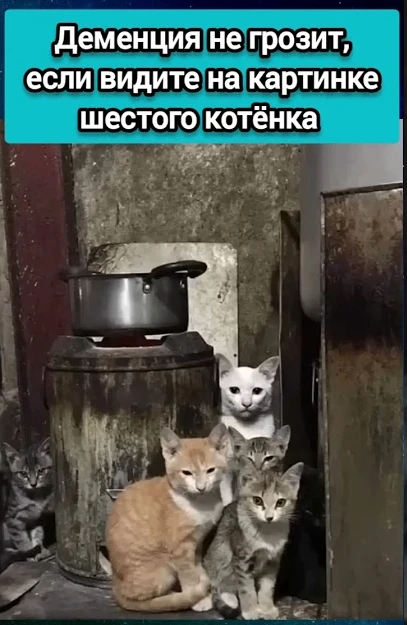 Нашли кота?