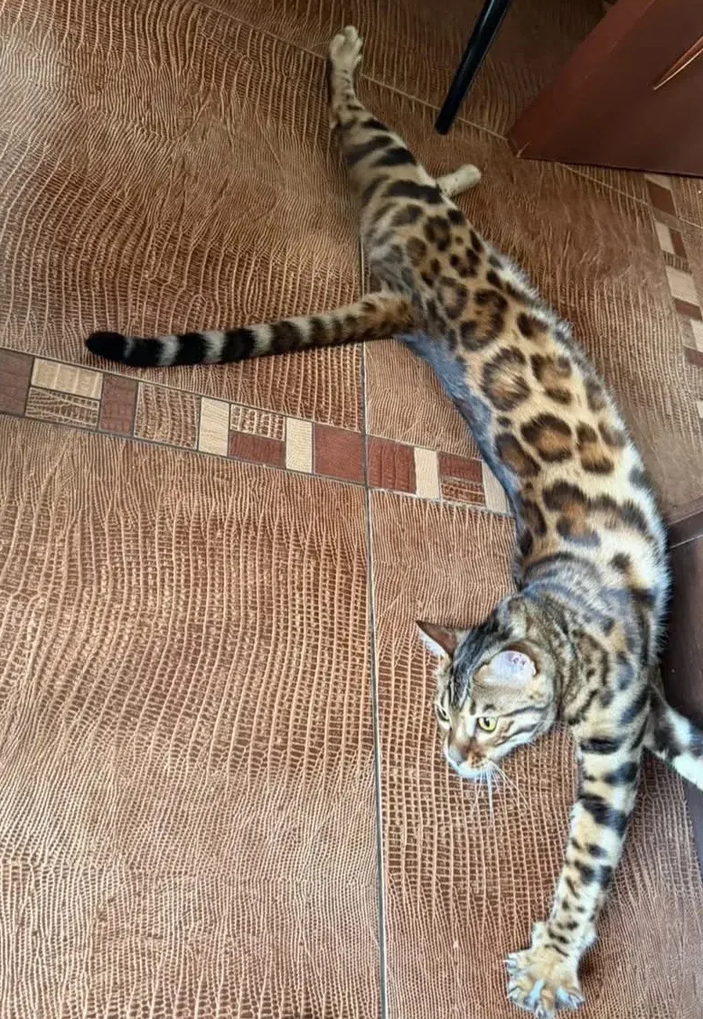 Приветик, любимые подписчики!♥️Как у вас дела? Я тут балдею!🐆