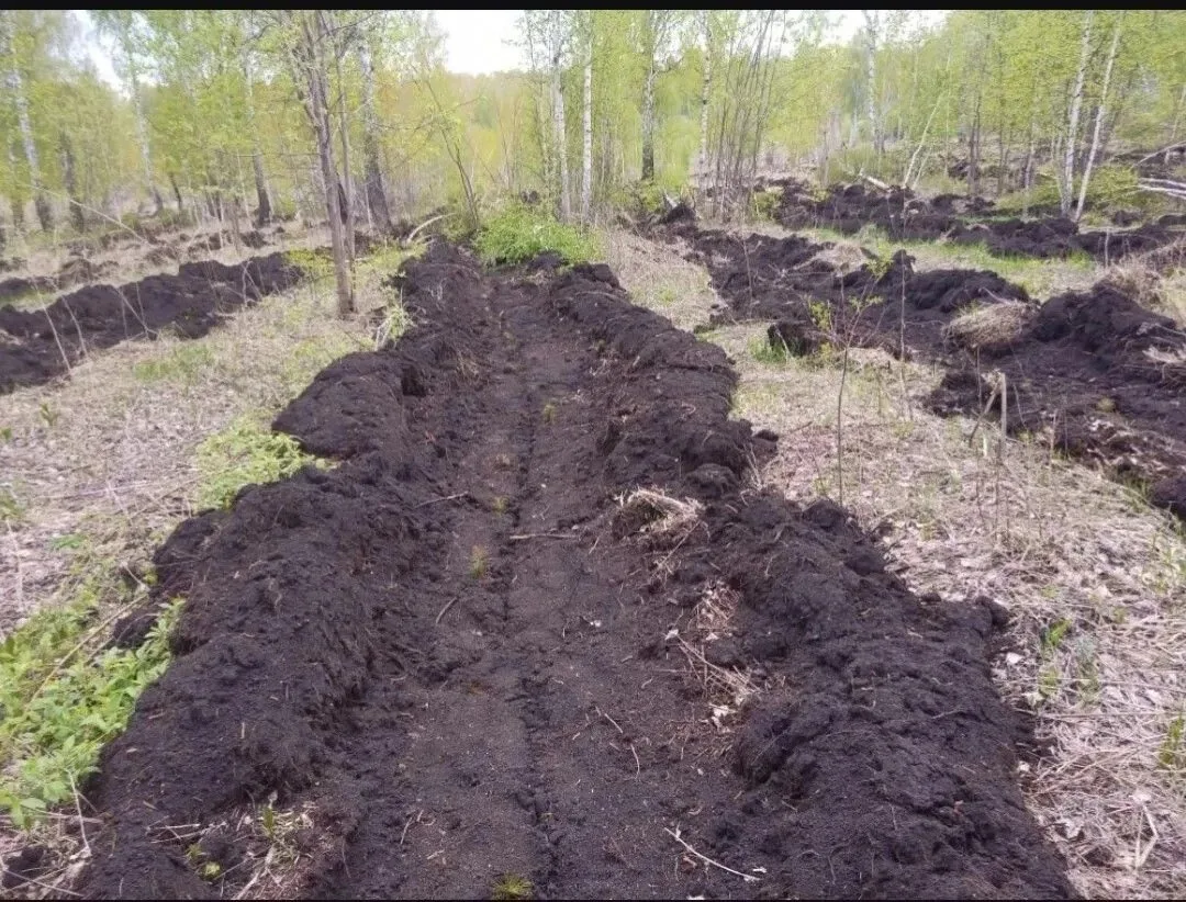 В лесах Красноярского края высадили 4,5 миллиона молодых деревьев

В Красноярском крае подведены ито