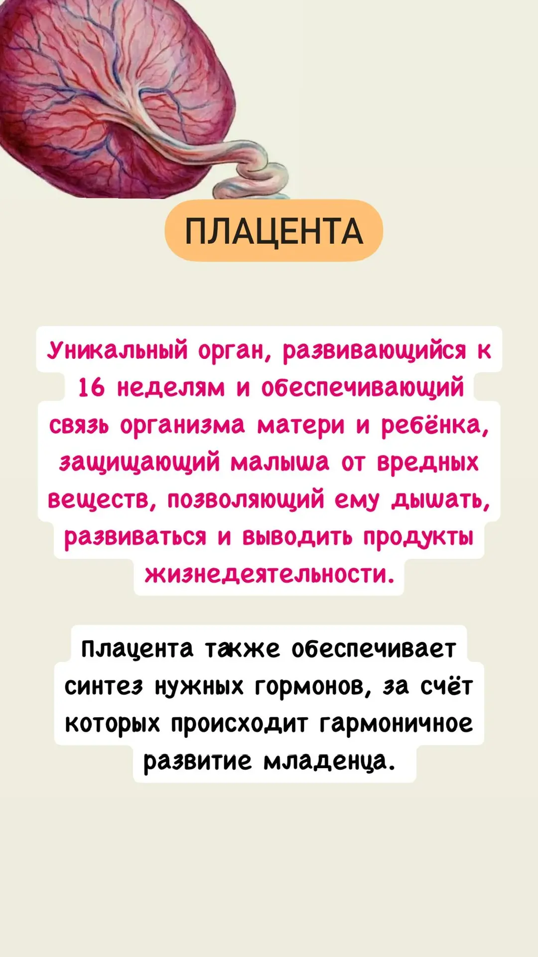 🔴Плацента