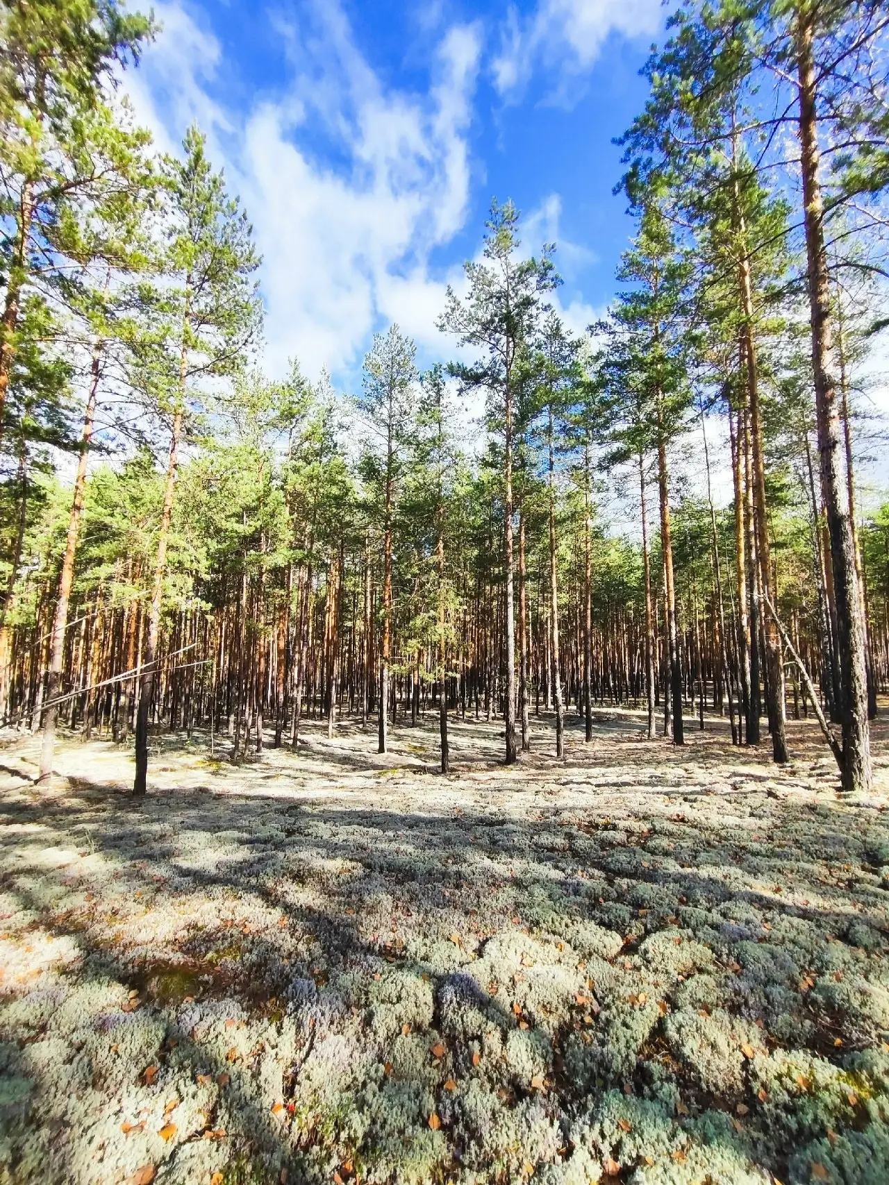 2 день 🍄🍄🍄 Спасибо тебе осенний лес🍁🍁🍁 Стекловар