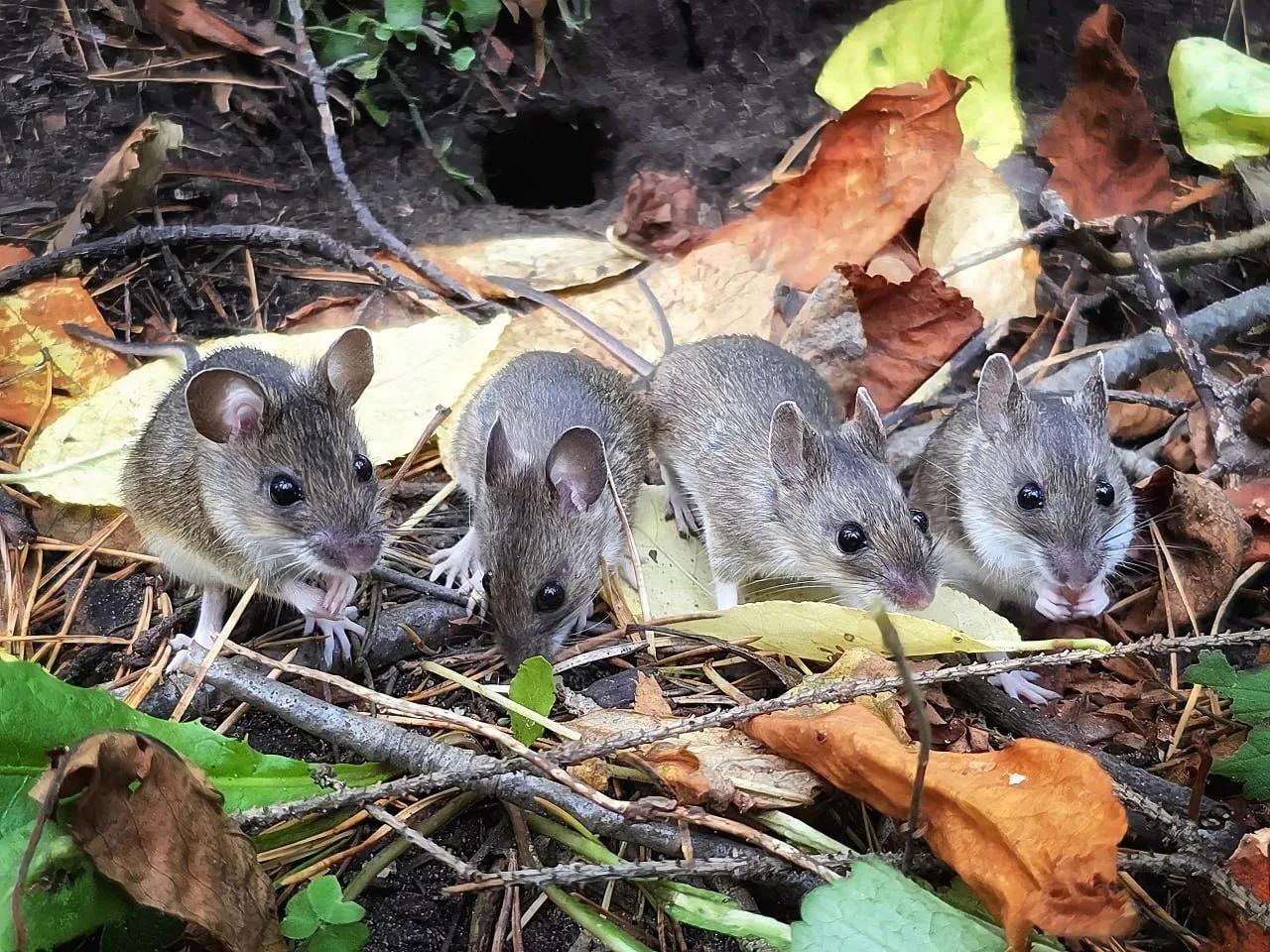 🐭 Мышиная семья вышла к фотографу в Черняевском лесу