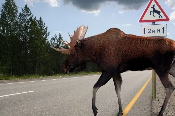 🦌 Осторожно, гон у лосей: водители предостерегаются!
