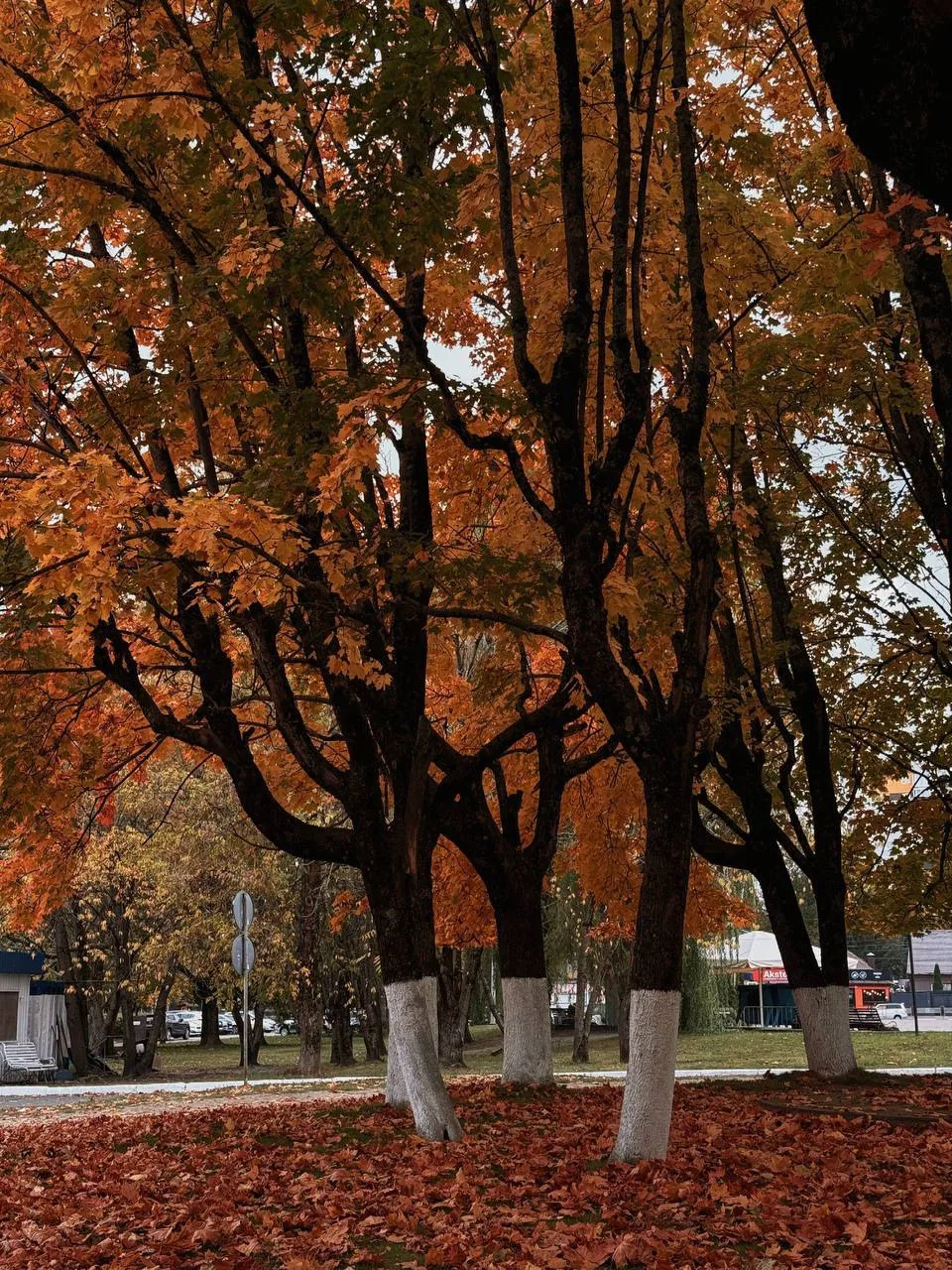 Золотая осень 🍁