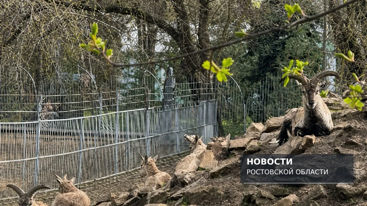 В День пожилых людей в ростовском зоопарке вход бесплатный для 60+