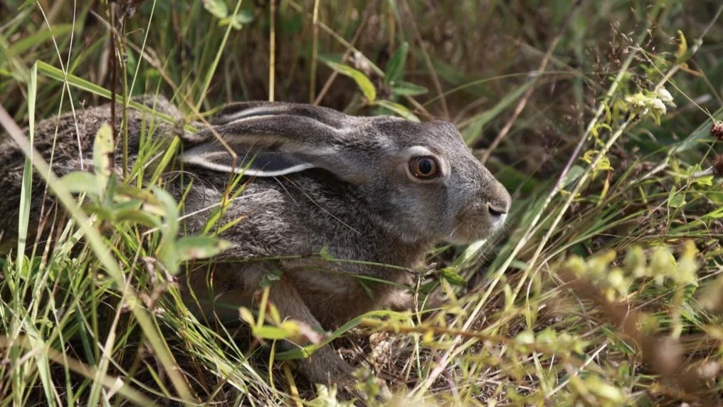 🐇 Свободу зайцам!

В национальном парке «Лосиный остров» на природу выпустили 30 зайчат-русаков. Та