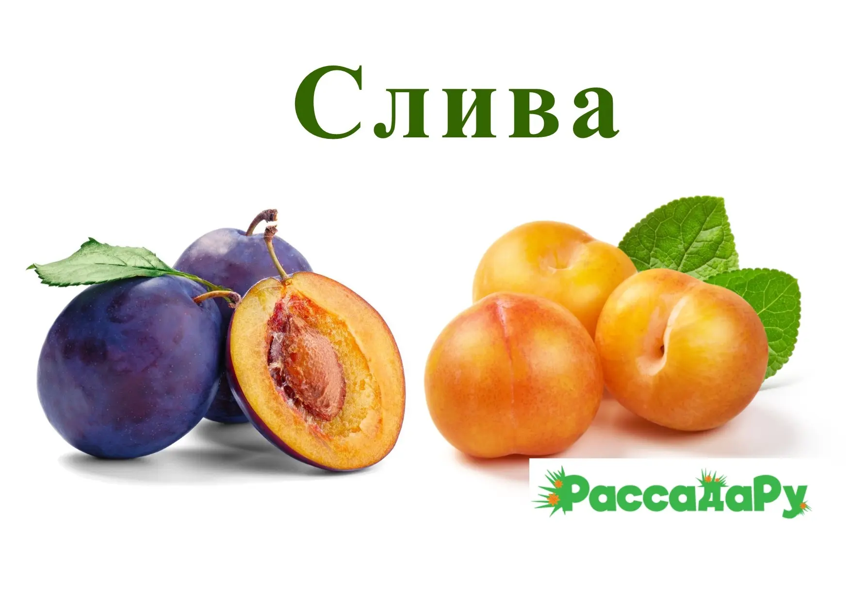 Саженцы СЛИВЫ в ассортименте.