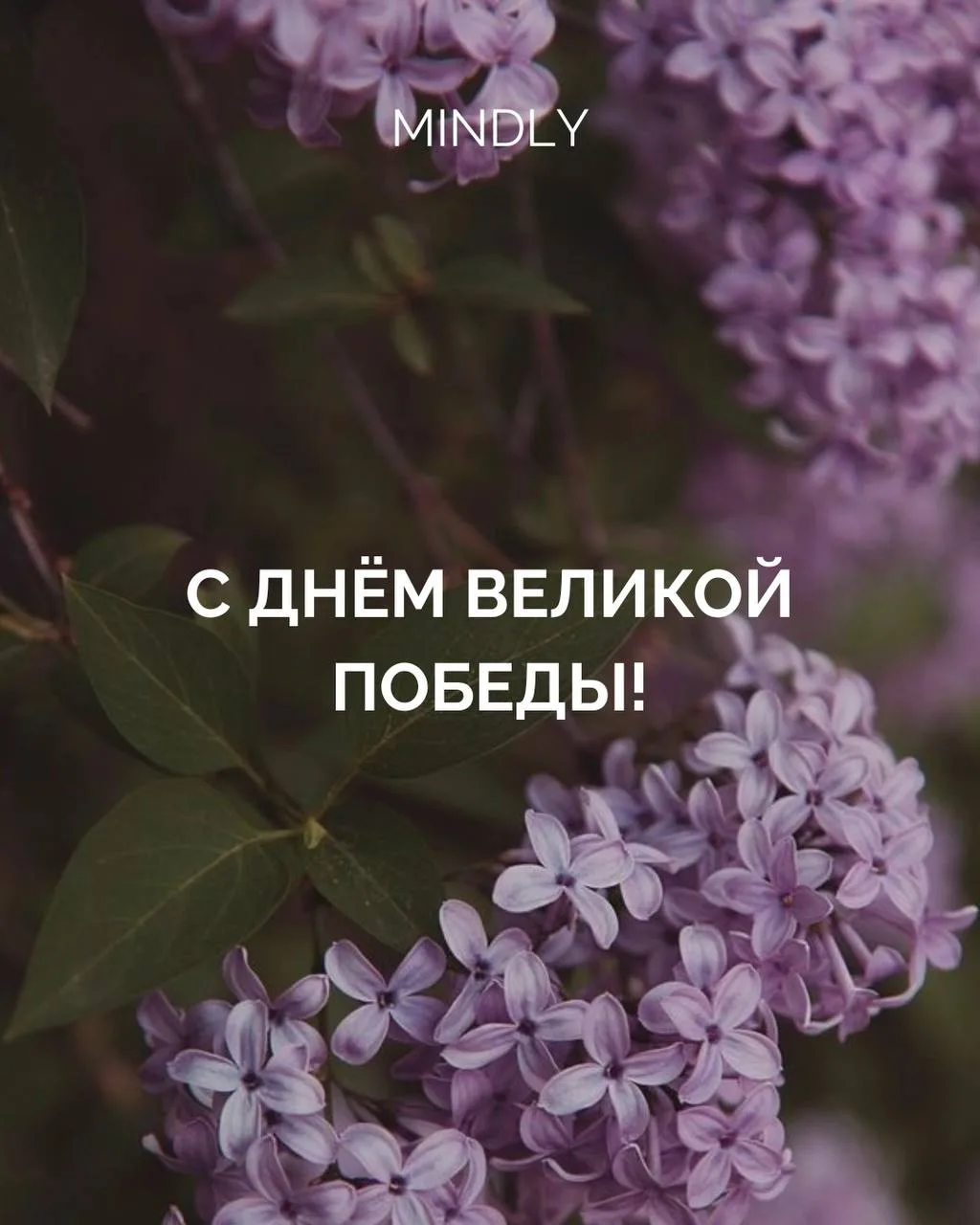 Поздравляем с Днём Победы🕊️