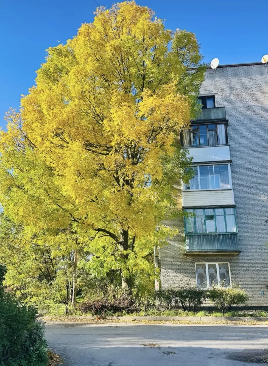 🍂🍁