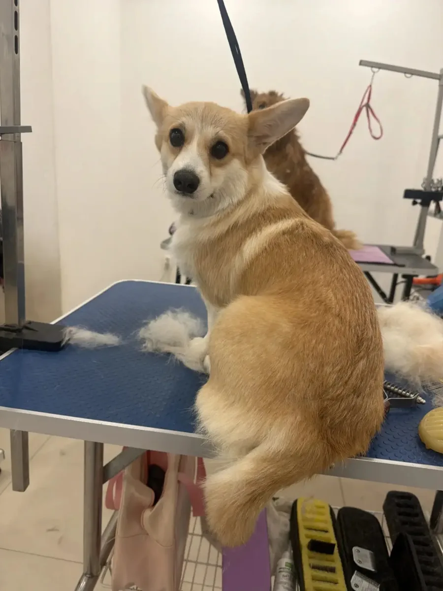 Коржик на линьке = минус один коржик весом 😄🧡💨