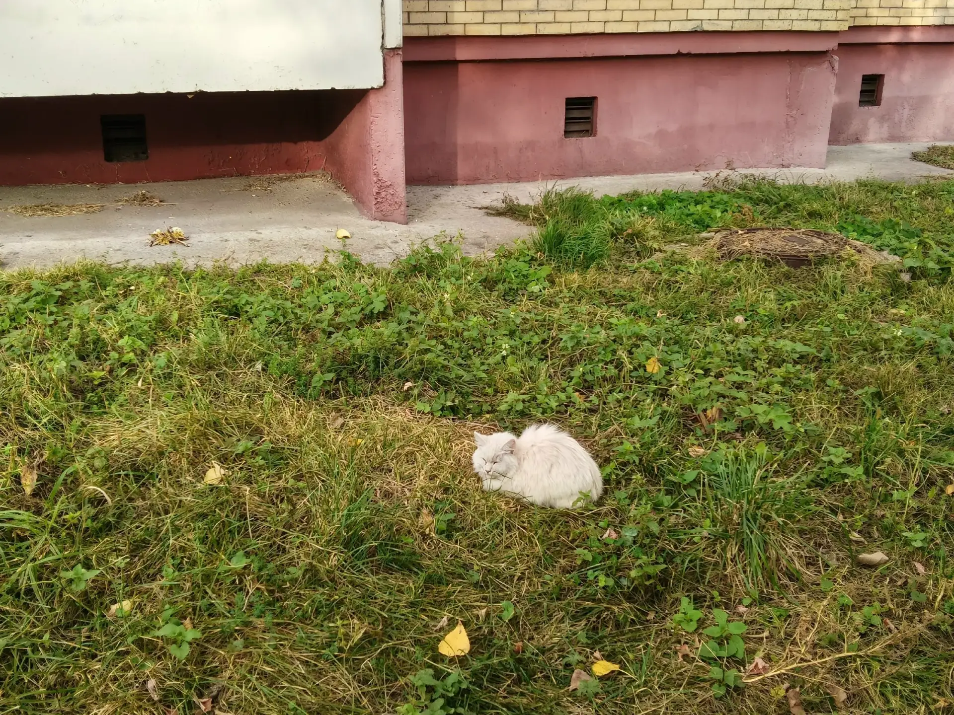 Здравствуйте. Сидит кошка, скорее всего выпала из окна. Может кто узнает свою.