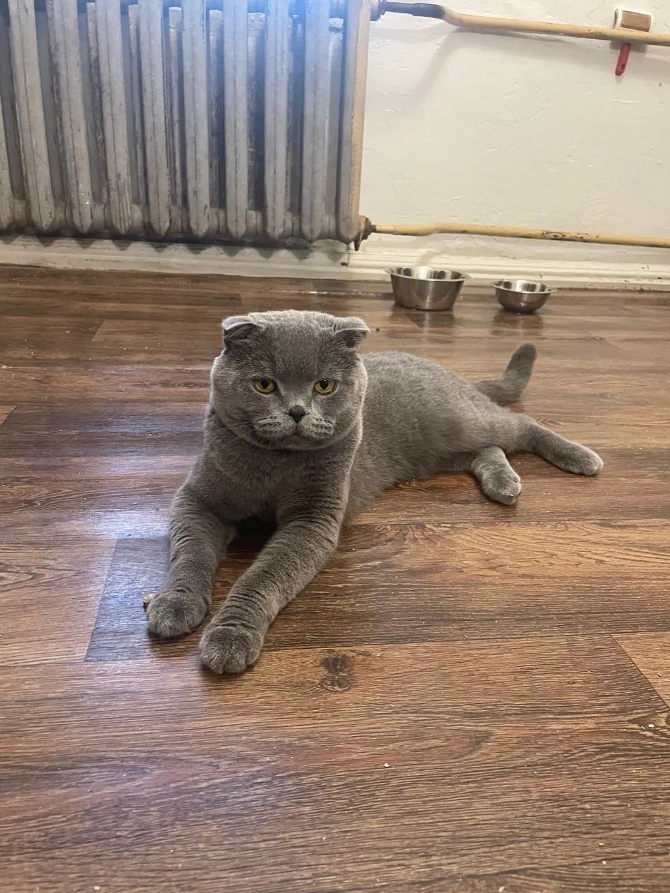 Почему коты кусают руки, которые их гладят?