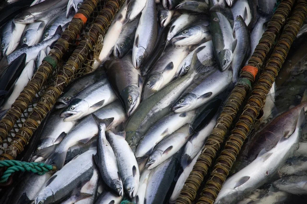 🐟 На Чукотке подвели предварительные итоги лососевой путины