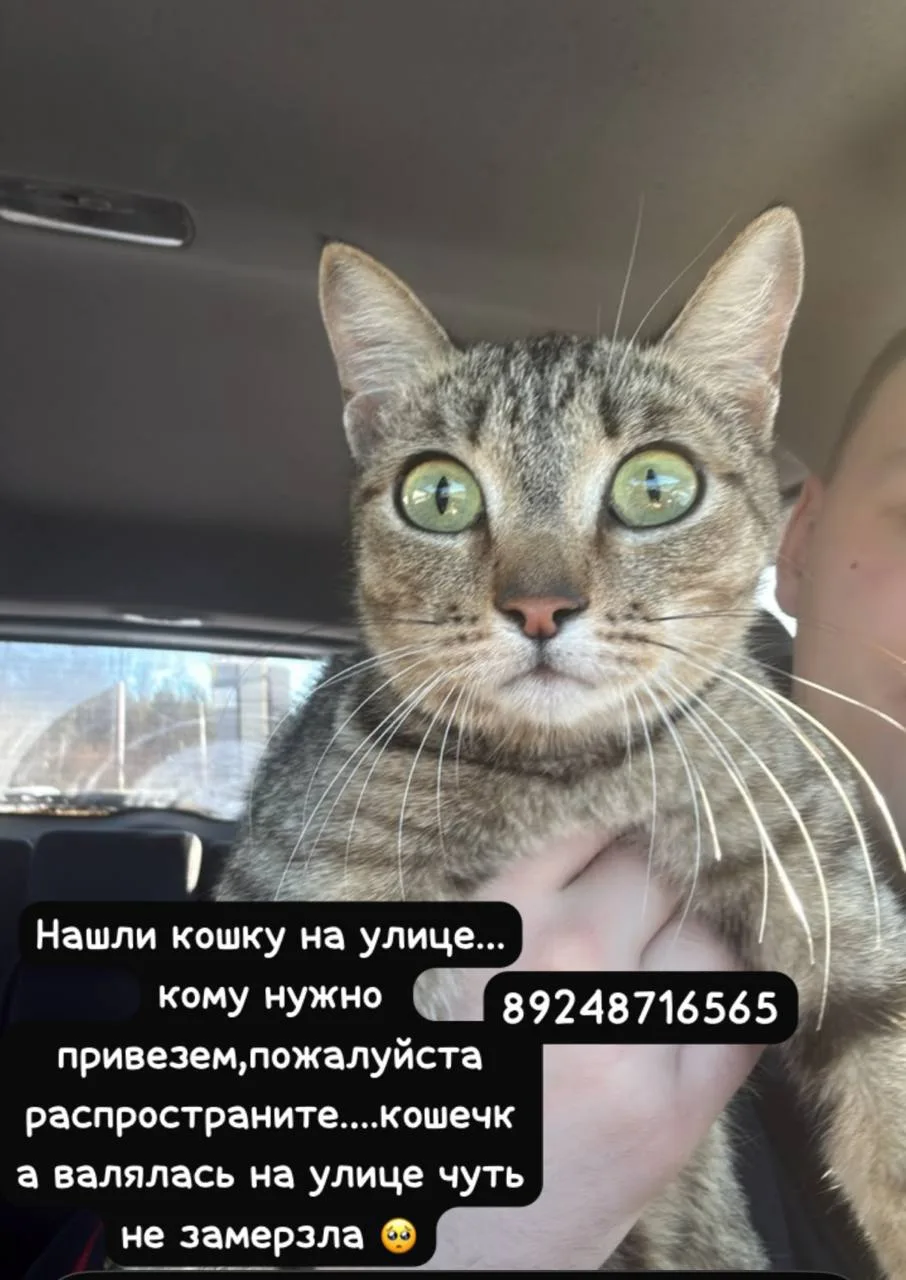Нашли потеряшку на улице 🥹 Бедняжка может замерзнуть. Заберите кто-нибудь это чудо!