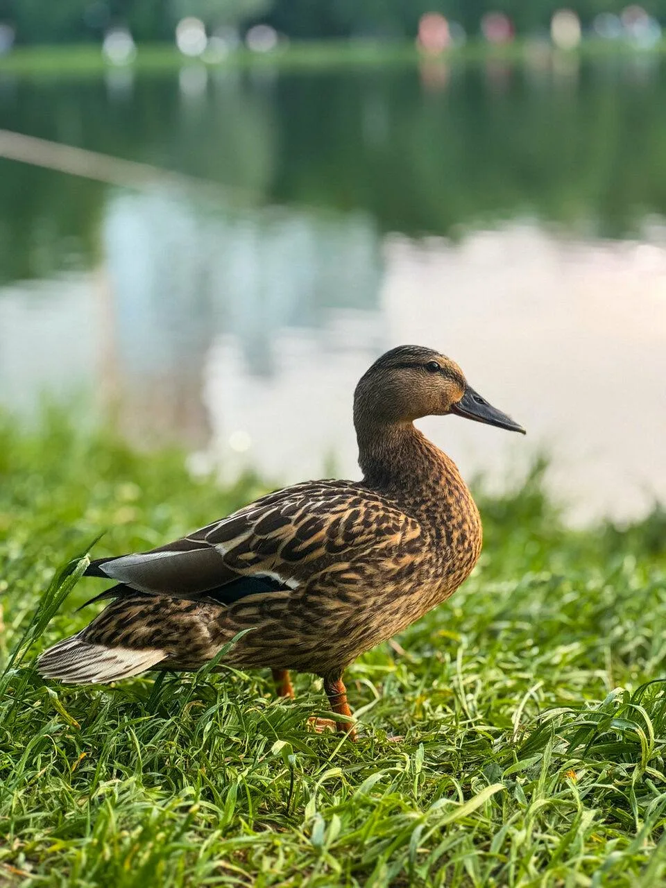 🦆 Постоянные жители Большого Ангарского пруда

На пруду можно встретить его самых известных и любим