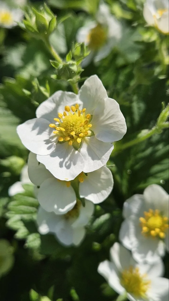 Так цветёт клубника😊
В Иркутске сегодня +21 и дождик.
