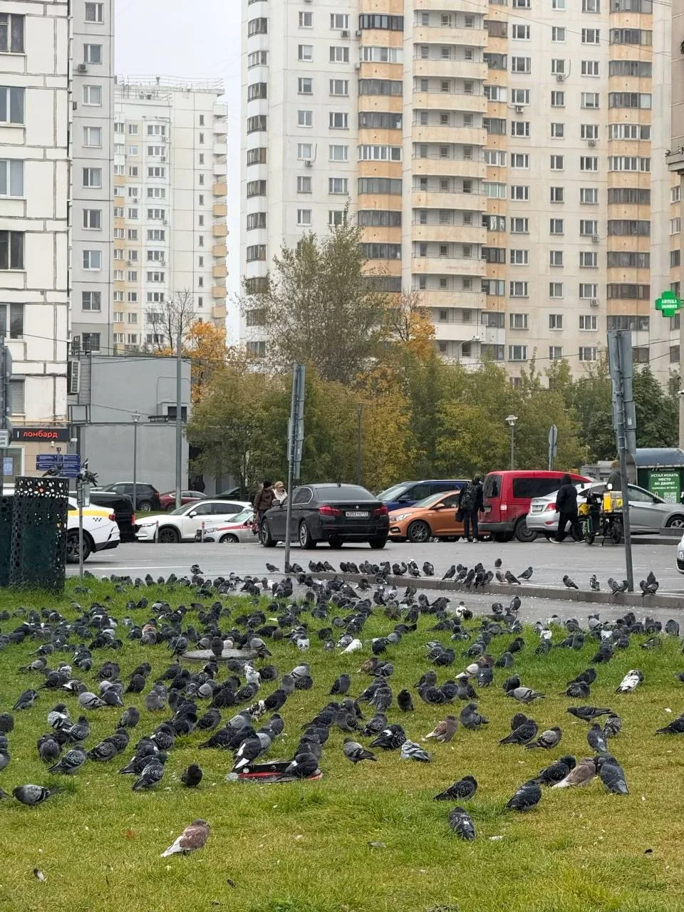 Голуби явно не умеют читать 🙈