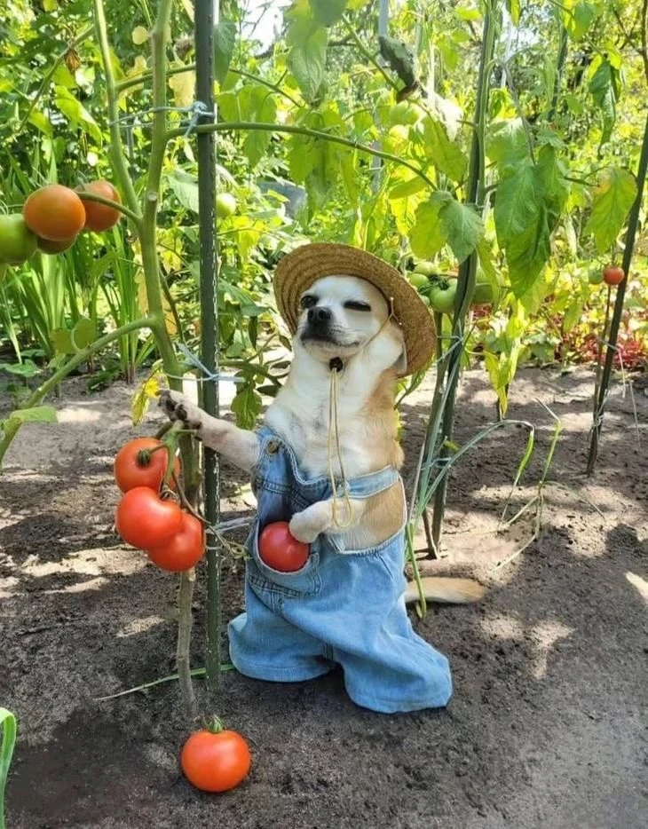 👨‍🌾День дачника отмечается сегодня.