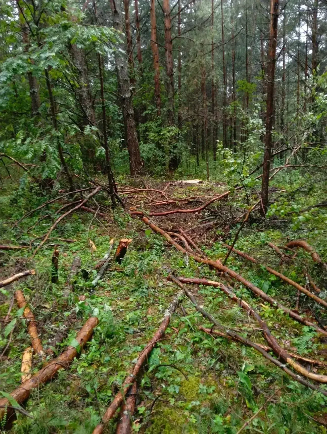 🌲 Жителя Башкортостана будут судить в Усть-Катаве за незаконную рубку сосен