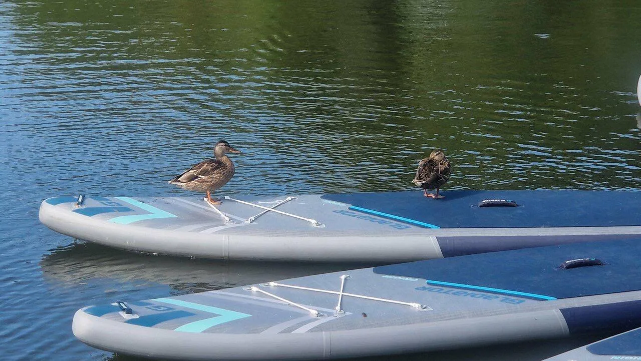 🦆 Уточки-сапбордистки на Черневском пруду