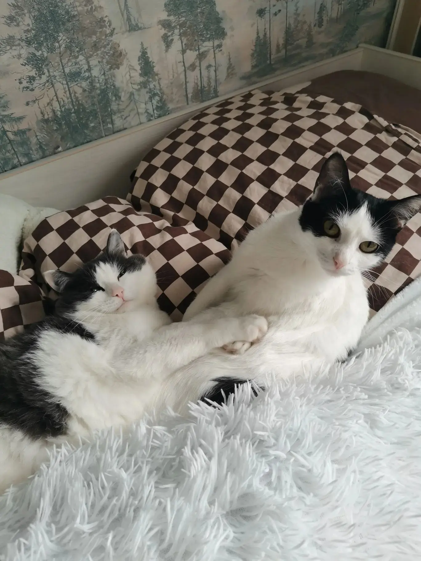 Фантик с подружкой передают домашний привет 🤗